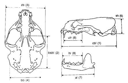Diagrams of otter skull showing the measurement points