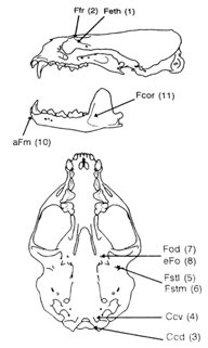 Diagrams of otter skull showing the non-metric features used