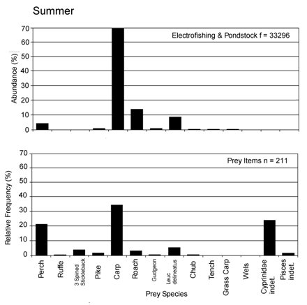 Graphs showing the abundance of different prey items in the environment in Summer, and the frequency with which they are found in spraint.  Carp is most abundant in the habitat, but Perch and other cyprinidae are as common in spraint as carp are.  Click for larger version.