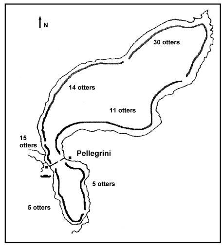 Map of the lagoon showing the relative otter densities along the perimeter;  the largest number (30) are at the north end, furthest from Pellegrini town, and the lowest numbers (5 otters) are nearest the town and reserve centre in the south.  Click for larger version.
