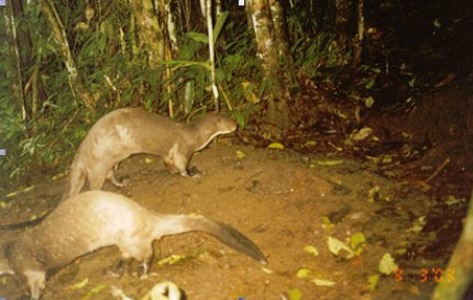 Two Giant Otters at Latrine Site