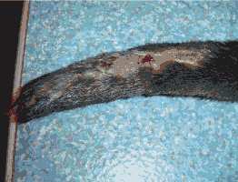 Tail of otter with wound area shaved