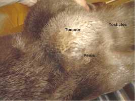 Groin area of otter showing position of tumour
