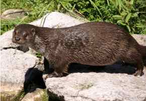 Side view of normally slender otter with very distended abdomen