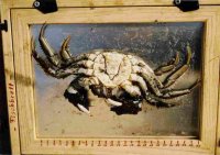 Vnetral view of mitten crab