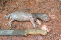Decomposing body of dead otter cub, tail missing