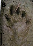 print of hind paw of A. cinereus in mud