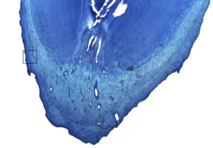 Blue stained cross section of otter tooth