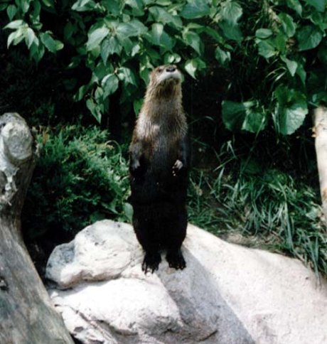 A North American River Otter standing up on its hind legs and looking cute