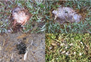 Photos of fish remains in otter spraint