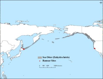 Map of the north Pacific showing otter distribuiton from northern Japan to Kamchatka and across the Aleutian Islands to Alaska, then down the western seaboard of North America to California.  There is a Ramsar site at the extreme end of the Californian range, and four in northern Japan.  Click for larger version.
