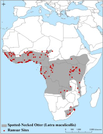 Map of Africa showing the distribution of the Spotted-Necked otter in sub-Saharan, central and non-coastal eastern Africa, with s disconnected outrider in the south east of the continent.  Ramsar sites are plentiful in the west, there are many in the east, and also in the disconnected portion; there are none in the central and south western part of the range.  Click for larger version