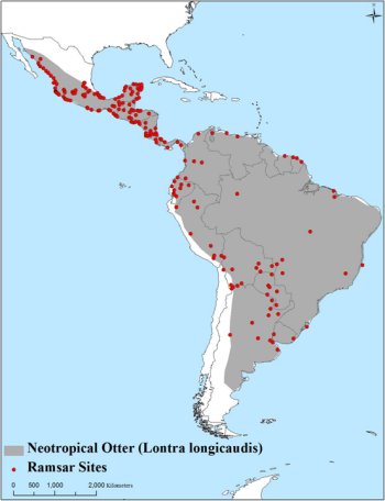Map of South and Central America showing otter distribuition from Mexico to Argentina, excepting coastal Ecuador and Peru, Chile, western Argentina and Patagonia.  Ramsar sites are plentiful in the north of the range, with fewer in the south and very few in the centre.  Click for larger version