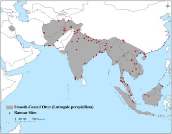 Map of Asia showing otter distribution in Pakistan and Afghanistan, with a narrow corridor to India, then across to south China and southwards to Sumatra, Borneo and Jave.  A small outlier is shown on the Iran-Iraq border.  Ramsar sites are sparsely scattered across the distribution.  Click for larger version.