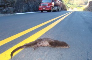 An otter lies dead by the central line of a highway, with a large truck approaching