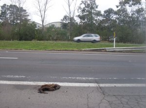 An otter dear on a dual carriageway, with the grassy central reservation nearby
