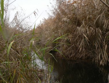 Dense reed beds over 2m in height, with clear channels 1m wide.  Click for larger version.