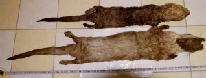 Skin of small Eurasian otter above, and larger Smooth-Coated otterbelow. Both skins lying on their backs.  Click for larger version. 