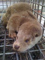 Close-up of trapped female Eurasian otter in cage; it is clearly Lutra lutra.  Click for larger version.