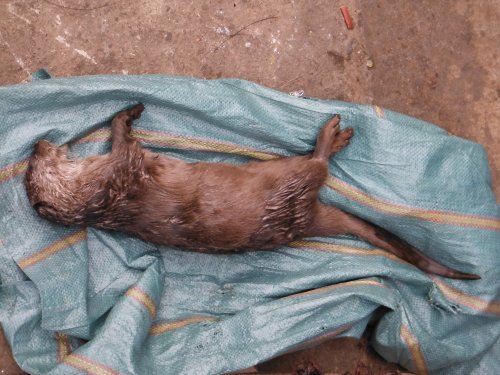 Fresh carcass of Asian Small-Clawed otter lying on a sack.  Identification is easy from the size and the paw configuration.  Click for larger version. 