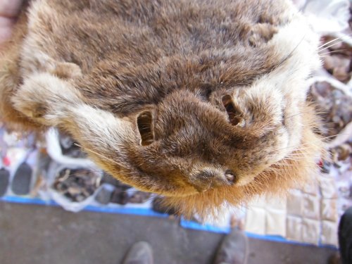 Close-up of top of the head of an otter skin, with hairy rhinarium clearly visible.  Click for larger version. 