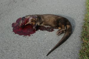 Ottter lying on its side on the road, showing the tail and paw.  the head is in a pool of blood. Click for larger version
