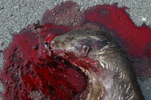 Head of the otter in a pool of blood.  The blood stains the fur of the head and throat.  Click for larger version