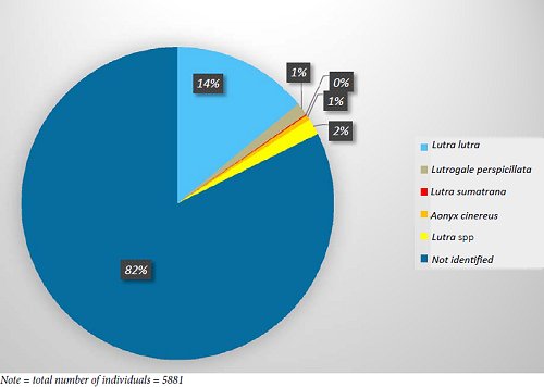 PIe chart indicating species recovered. Most were not identified to species level, 14% were Eurasian Otter,  Click for larger version, and 1% each were Aonyx or Lutrogale - very few Lutra sumatrana were found.  Click for larger version 