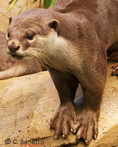 Lutrogale perspicillata, the smooth-coated otter