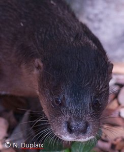 Lutra sumatrana, the hairy-nosed otter