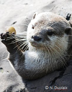 Aonyx cinereus, the Asian Small-Clawed Otter