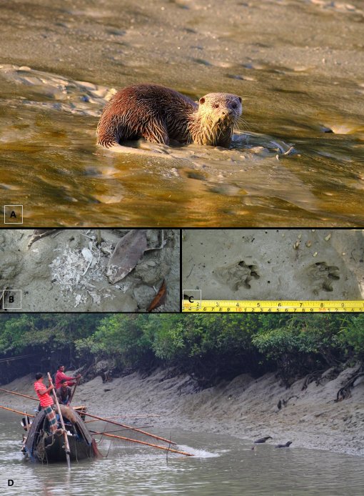 Four photo montage.  A: Top is an Asian Small-Clawed otter in rapid, shallow sandy water, sideways on, looking directly at the camera. Click for larger version. B: Middle left is otter spraint on fine silt, full of fish bones and scales.  C: Middle right are two clear otter footprints, showing deep toe prints and minimal webbing. D: Bottom is a fishing boat with two men on board and a net supported on long poles lowered into the water near a muddy bank with overhanging mangroves; three otters on long leashes are in the water - two near the bank, one nearer the boat.  Click for larger version. 