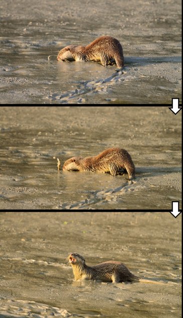 Three photos of an Asian small-clawed otter on drained mudflats; its tracks are clear as are bubble from other substrate-dwelling fauna.  In the top photo, the otter has its nose close to the mud; in the second, there is a squirt of water into the air past the otter's nose; in the third, the otter has its head back and mouth open, with a small fish in its mouth. Click for larger version. 